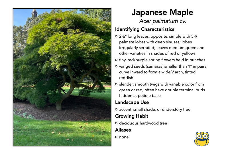 Load image into Gallery viewer, Nursery Landscape ID Junior, IDPix Cards