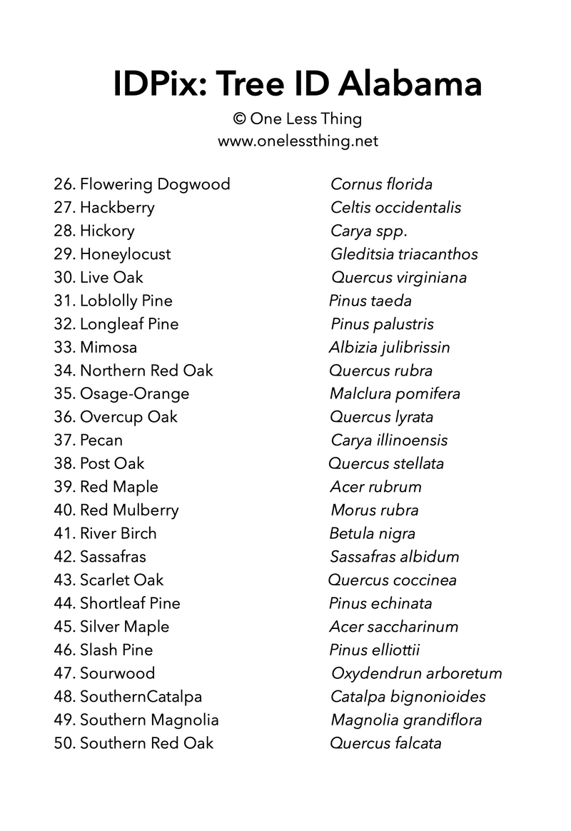 Load image into Gallery viewer, Alabama Tree ID, IDPix Cards