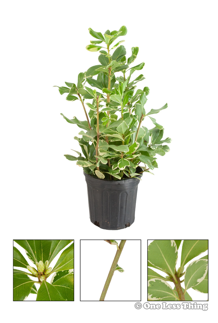 Load image into Gallery viewer, Nursery Landscape ID Junior, IDPix Cards