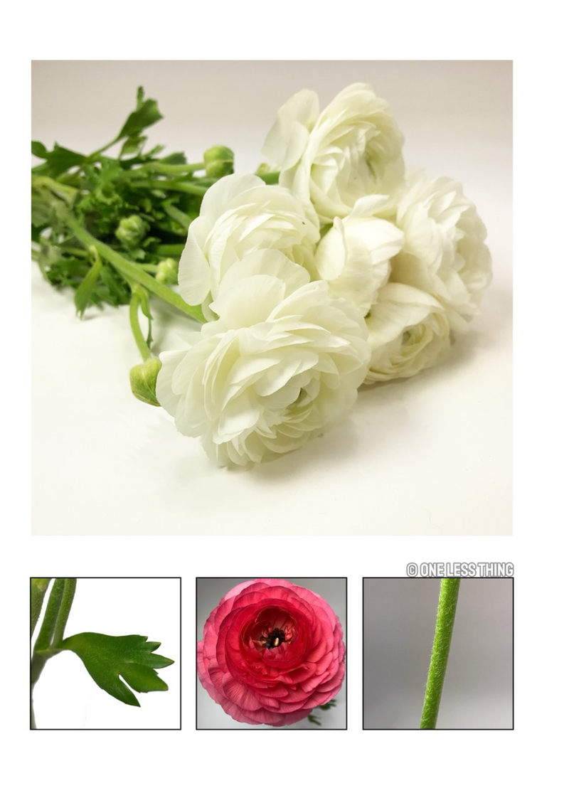 Load image into Gallery viewer, National Floriculture CDE Plant ID , IDPix Cards