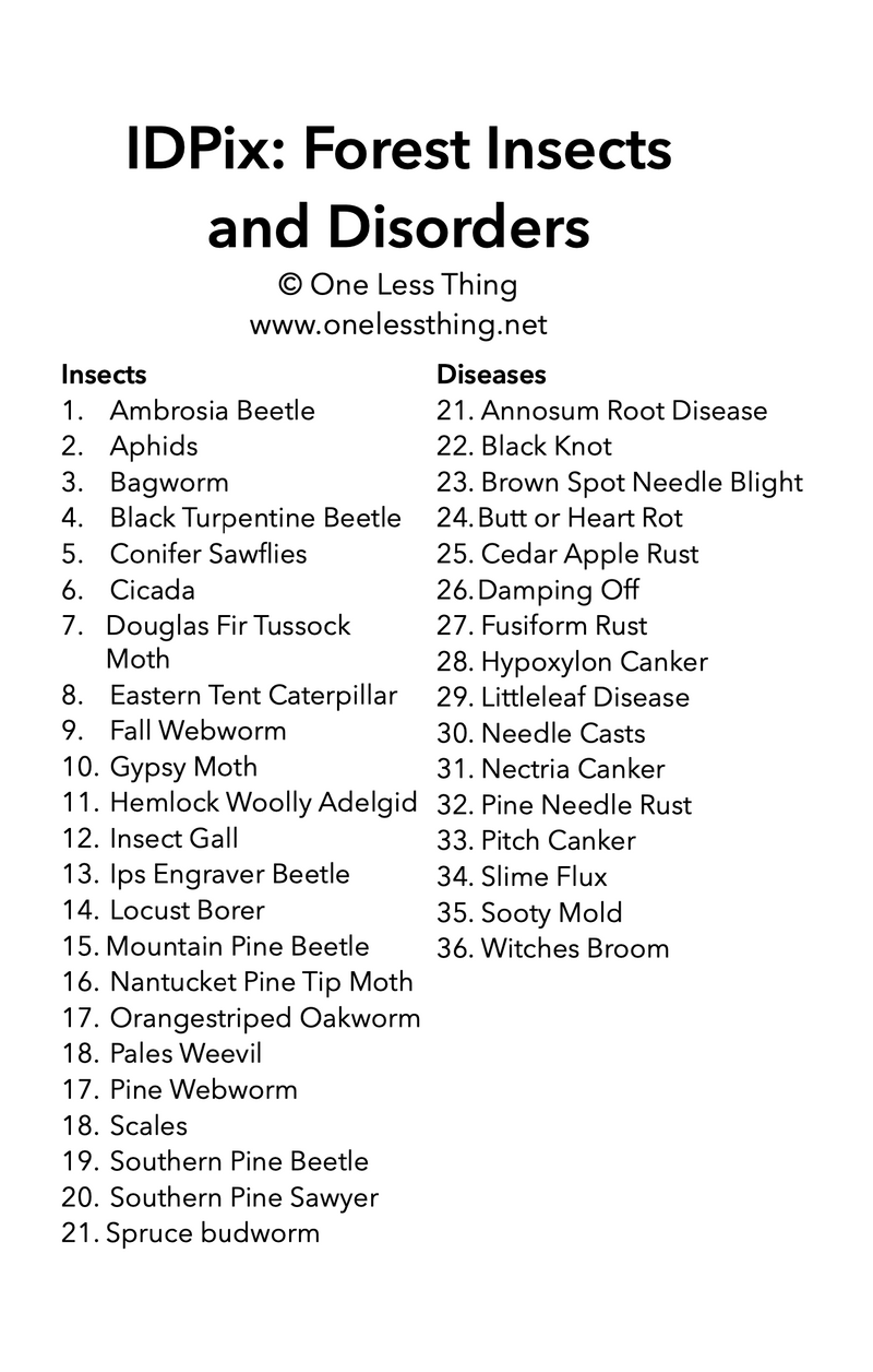 Load image into Gallery viewer, Forestry Insects and Disorders ID, IDPix Cards