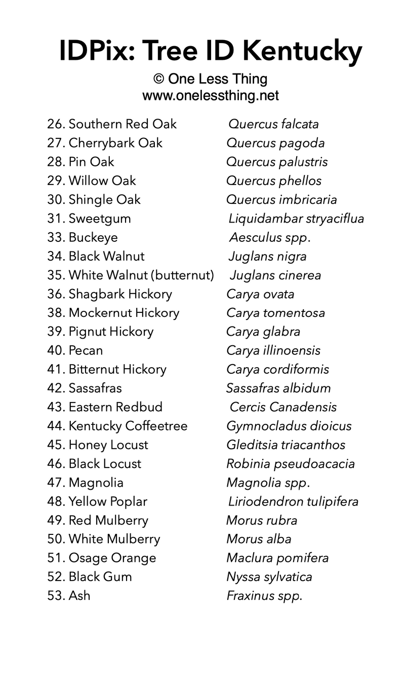 Load image into Gallery viewer, Kentucky Tree ID, IDPix Cards