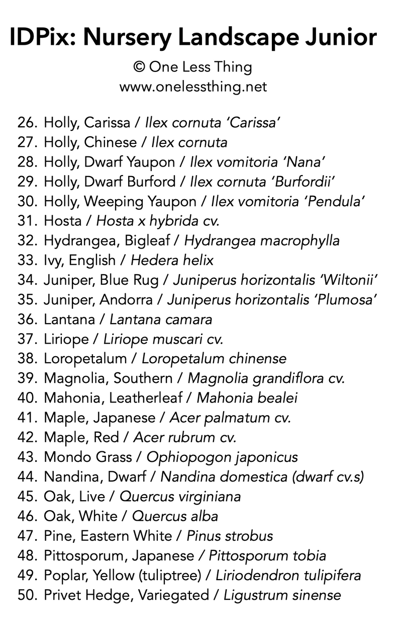Load image into Gallery viewer, Nursery Landscape ID Junior, IDPix Cards