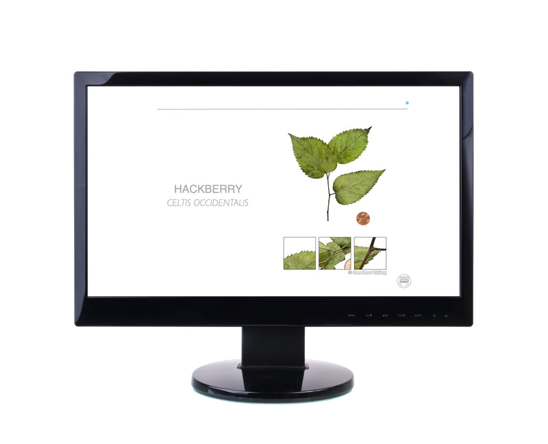 Load image into Gallery viewer, National Forestry Tree ID, PowerPoint Downloads