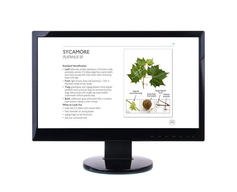 Load image into Gallery viewer, National Forestry Tree ID, PowerPoint Downloads