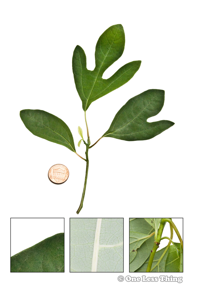 Load image into Gallery viewer, Indiana Tree ID, IDPix Cards