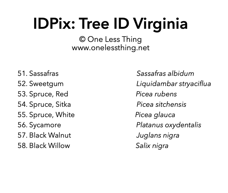Load image into Gallery viewer, Virginia Tree ID, IDPix Cards