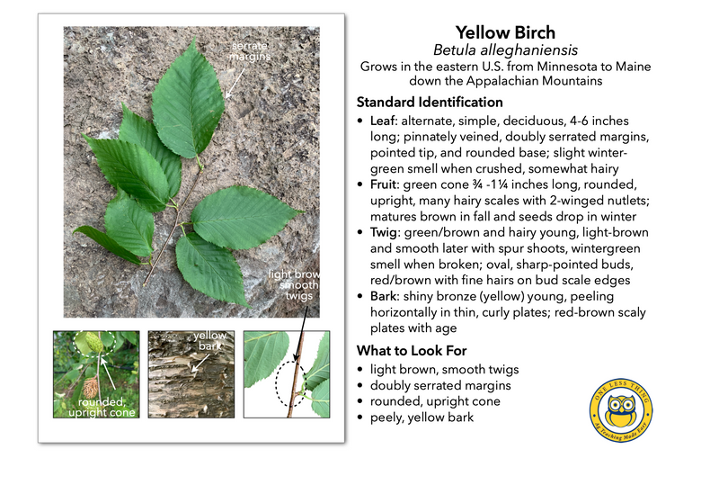 Load image into Gallery viewer, Virginia Tree ID, IDPix Cards