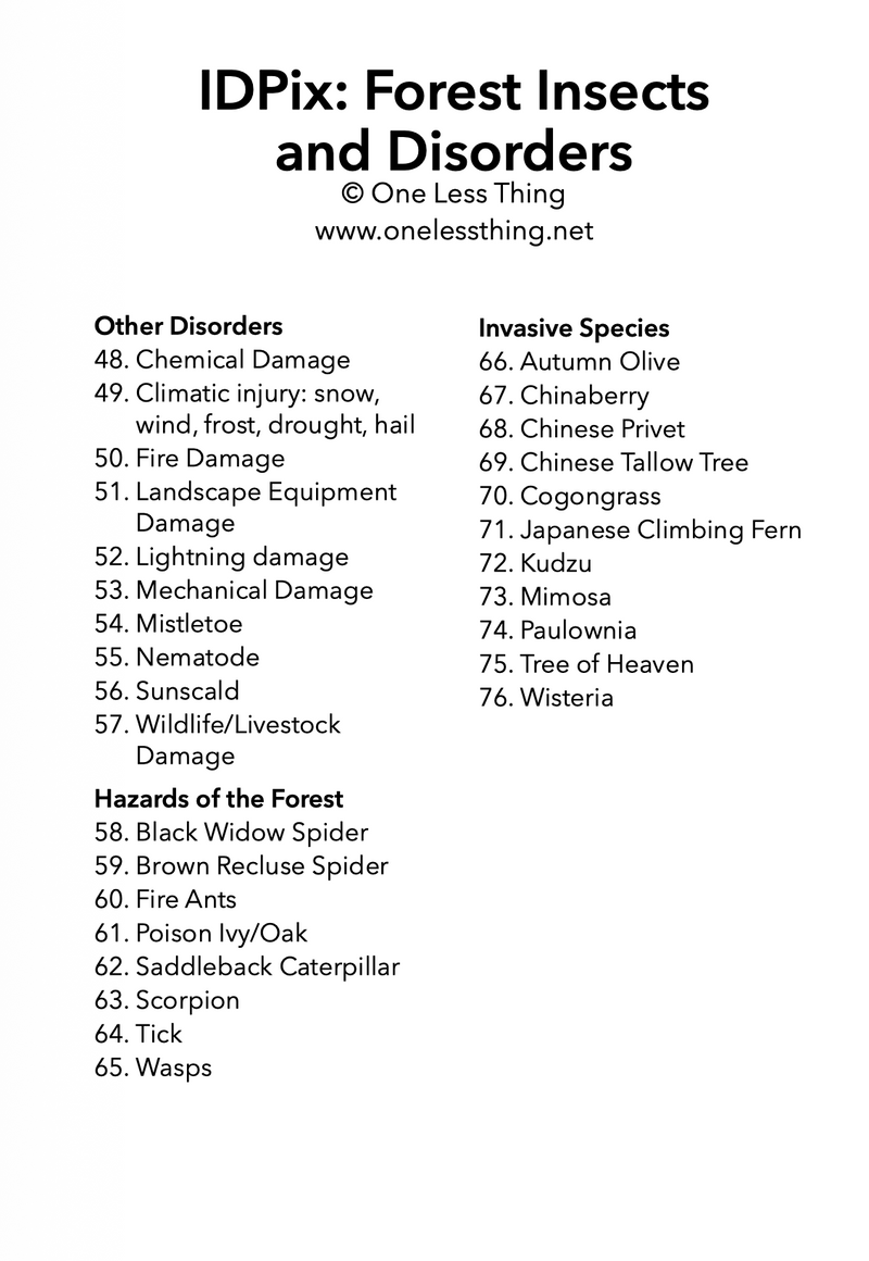 Load image into Gallery viewer, Forestry Insects and Disorders ID, IDPix Cards