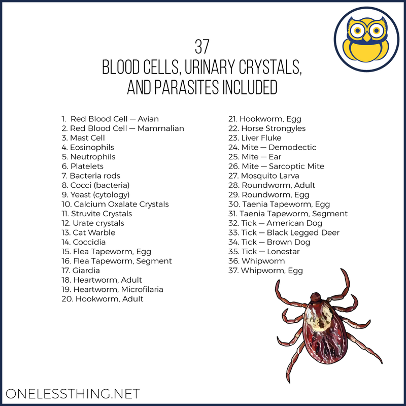 Load image into Gallery viewer, Vet Science Microscopic and Parasite ID, POWERPOINT