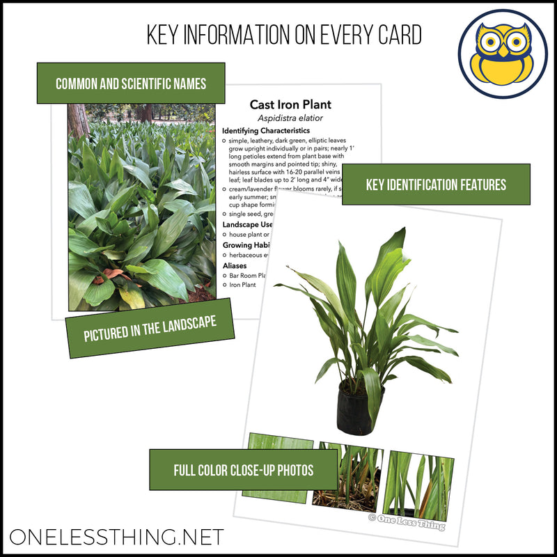 Load image into Gallery viewer, Nursery Landscape ID Senior, IDPix Cards