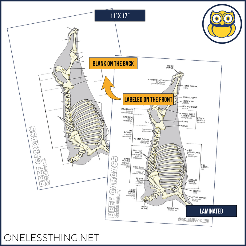 Load image into Gallery viewer, Meats Judging Carcass Anatomy, 5 Poster Set