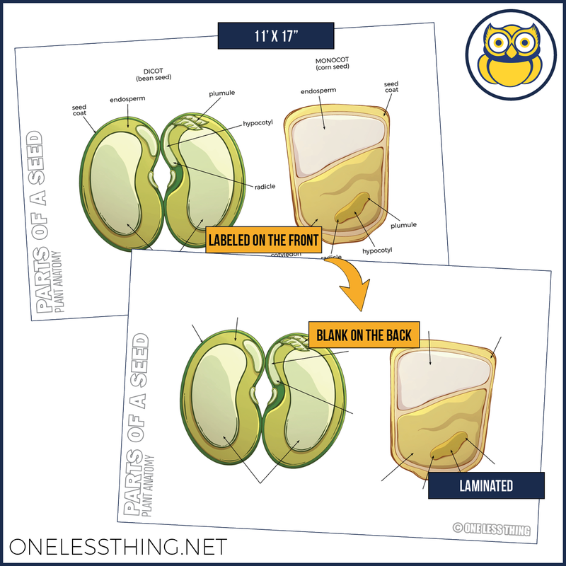 Load image into Gallery viewer, Plant Anatomy Posters, Set of 4