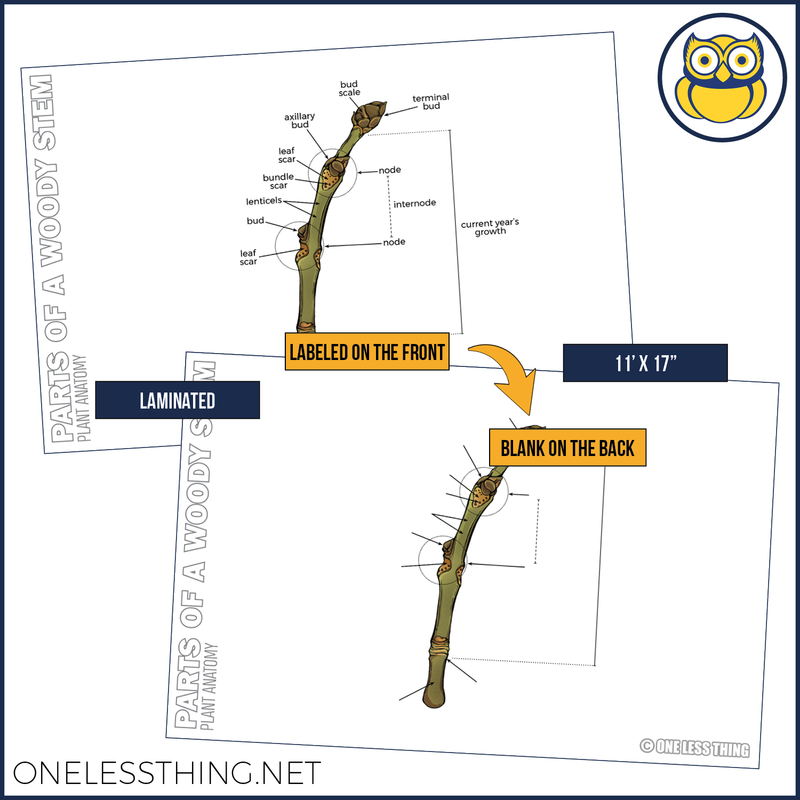 Load image into Gallery viewer, Plant Anatomy Posters, Set of 4