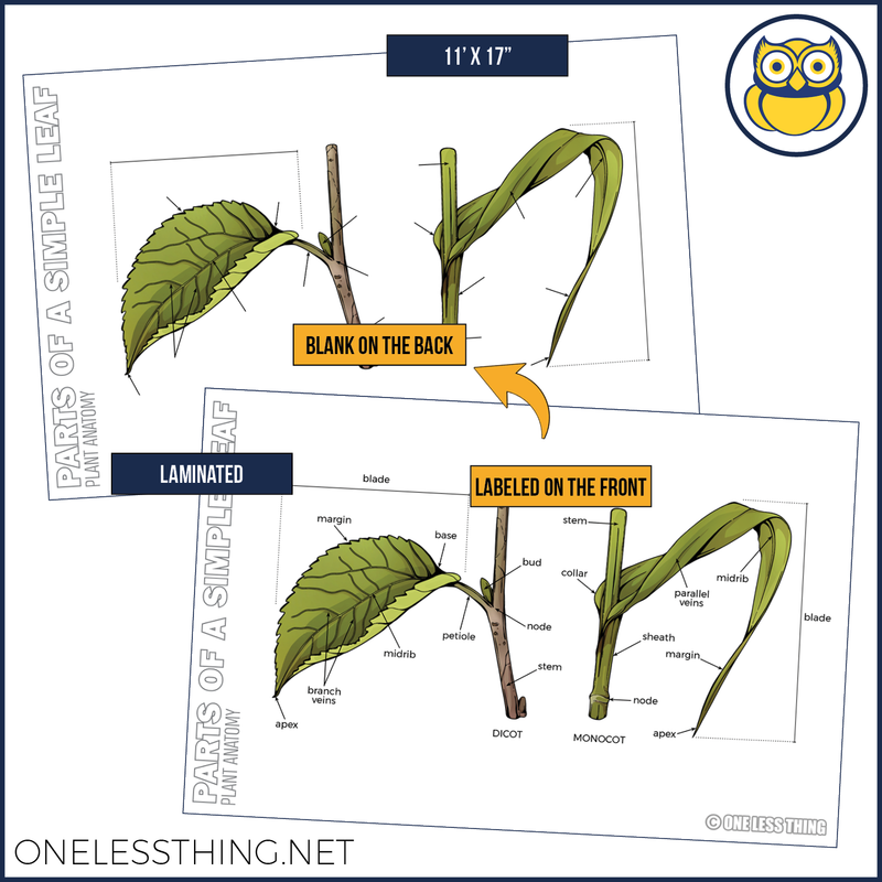 Load image into Gallery viewer, Plant Anatomy Posters, Set of 4