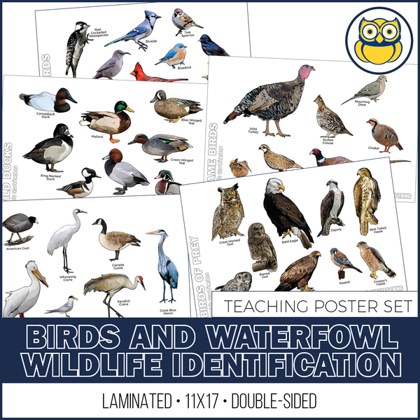 Wildlife ID Birds Posters, Set of 5