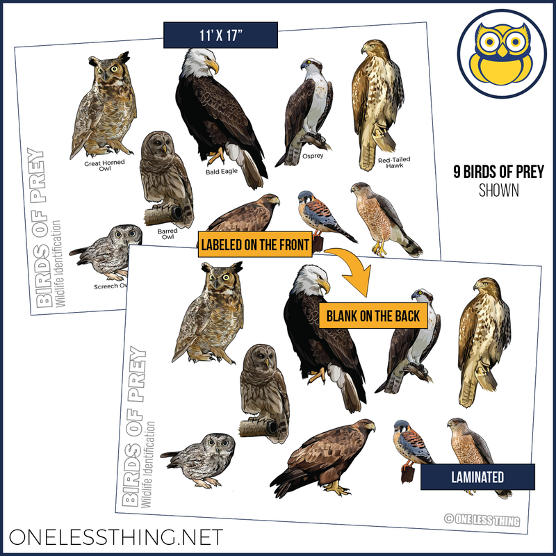 Load image into Gallery viewer, Wildlife ID Birds Posters, Set of 5