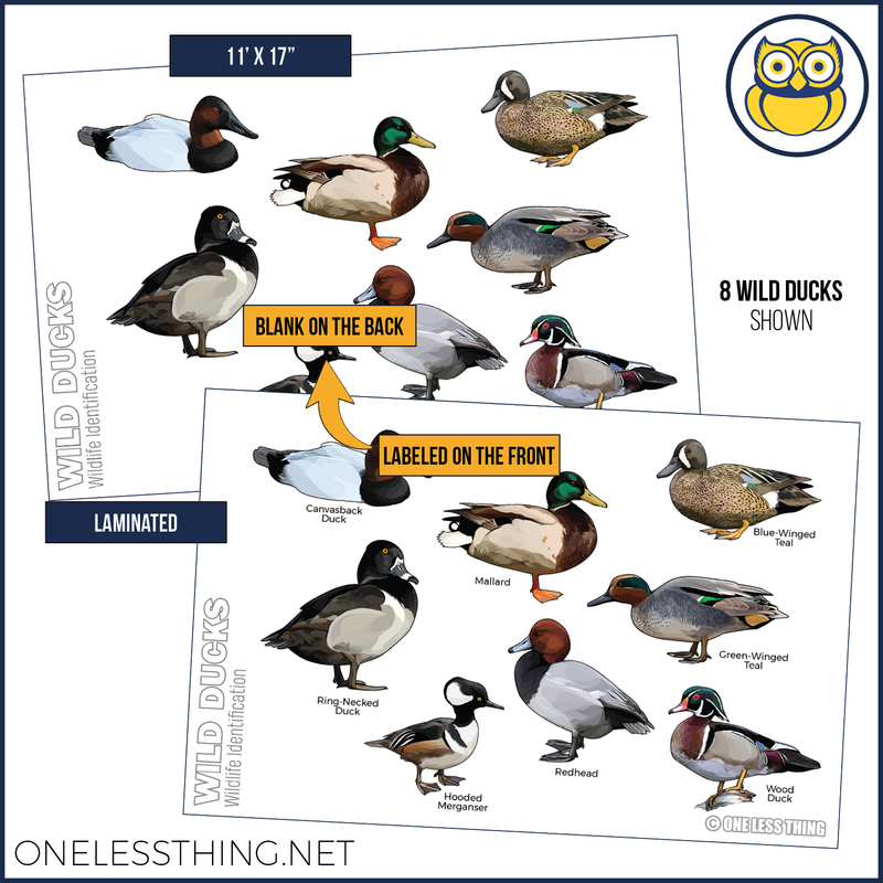 Load image into Gallery viewer, Wildlife ID Birds Posters, Set of 5
