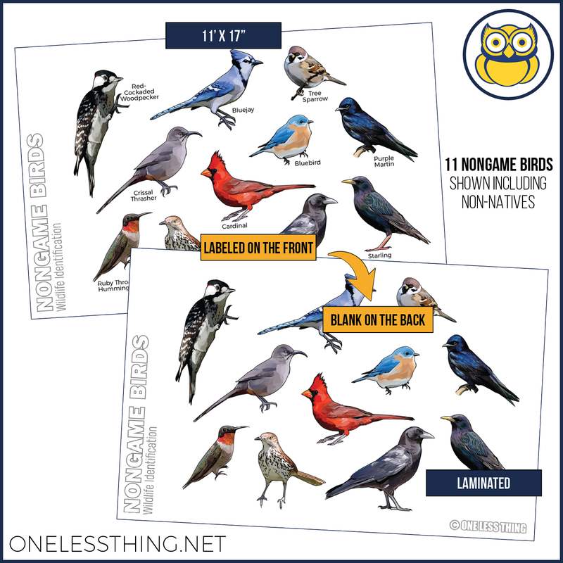 Load image into Gallery viewer, Wildlife ID Birds Posters, Set of 5