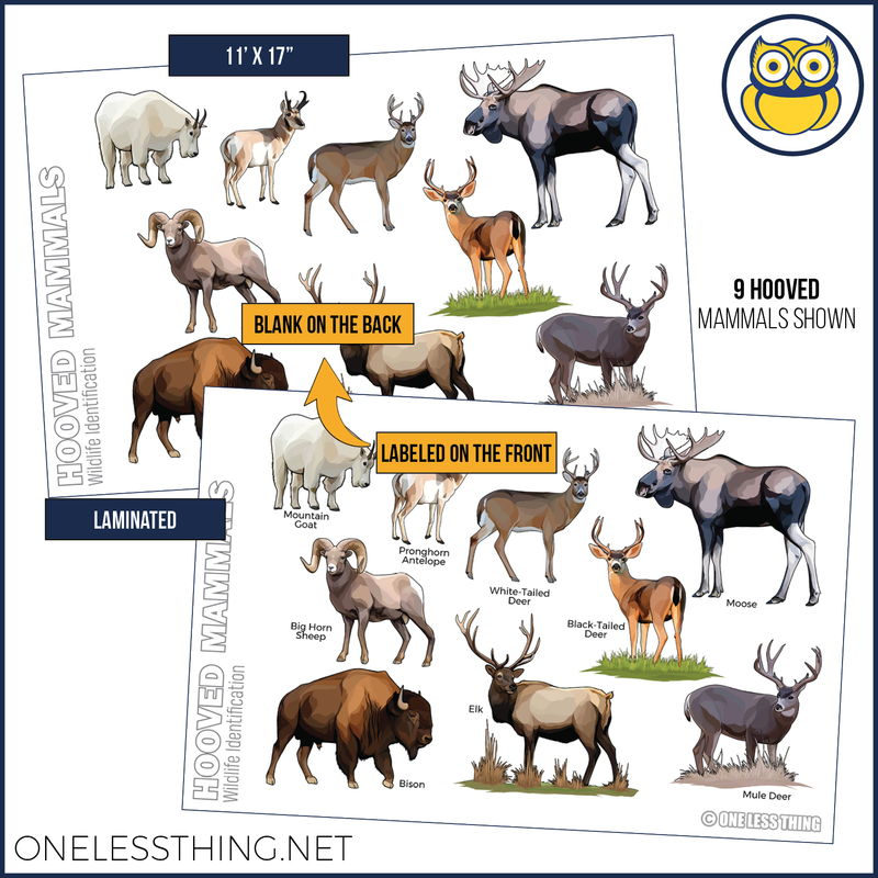 Load image into Gallery viewer, Wildlife ID Mammals Posters, Set of 4