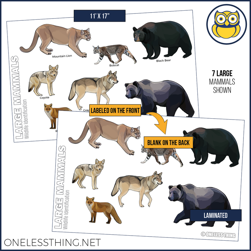 Load image into Gallery viewer, Wildlife ID Mammals Posters, Set of 4