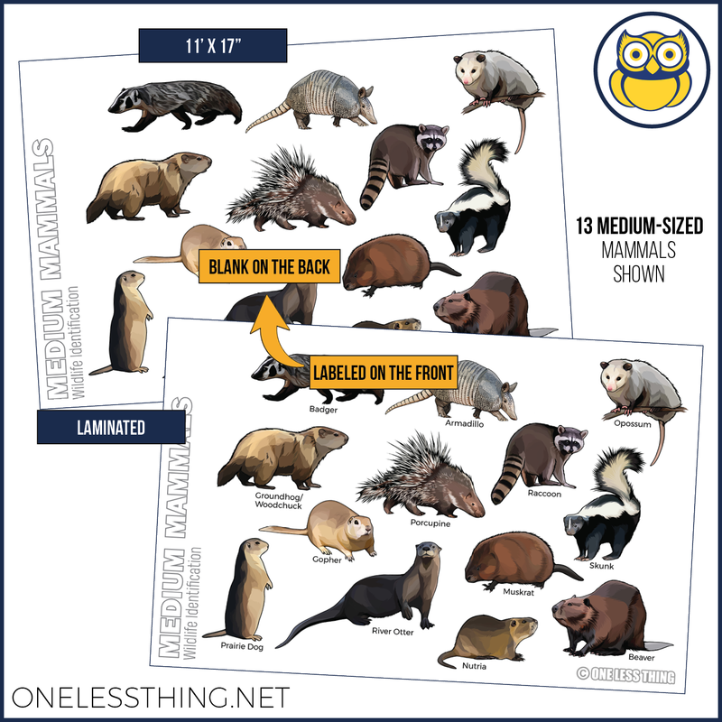 Load image into Gallery viewer, Wildlife ID Mammals Posters, Set of 4