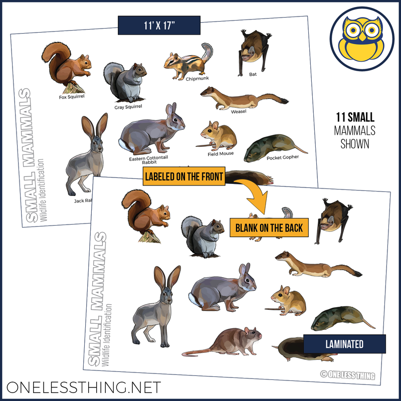 Load image into Gallery viewer, Wildlife ID Mammals Posters, Set of 4