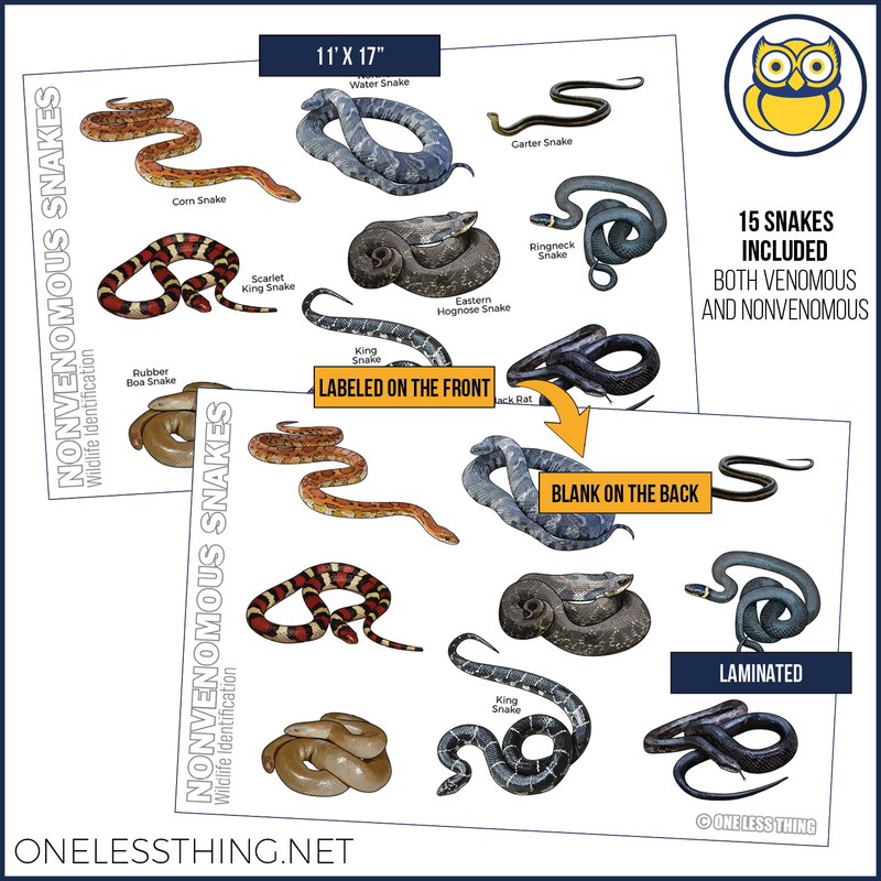 Load image into Gallery viewer, Wildlife ID Snakes and Reptiles Posters, Set of 3