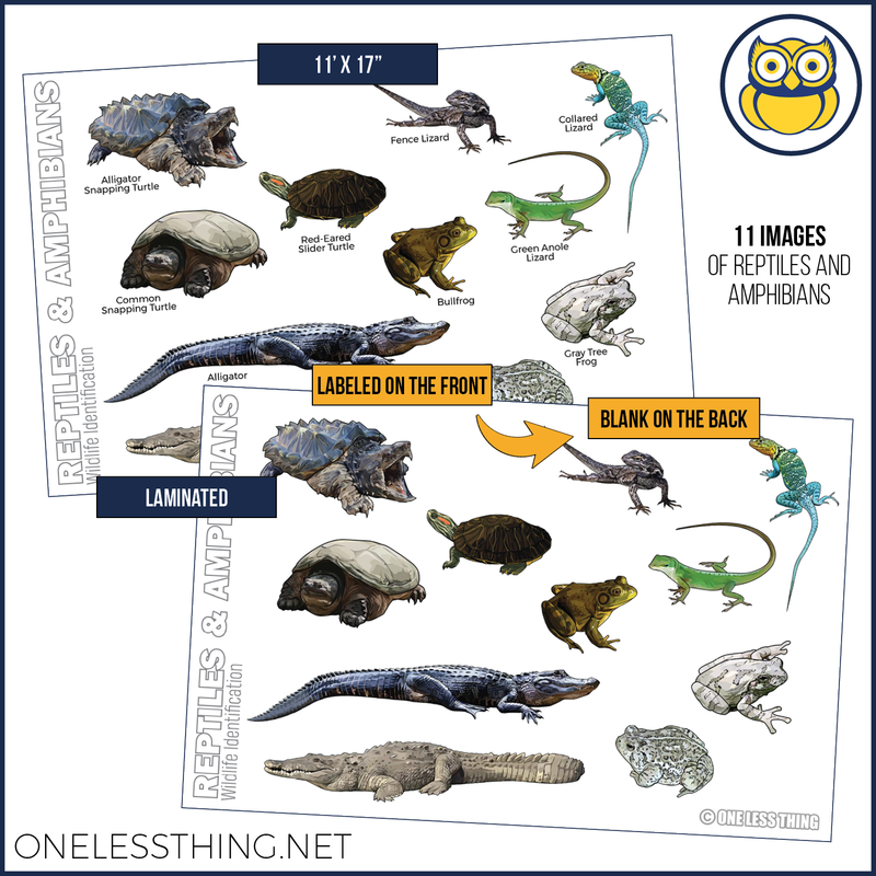 Load image into Gallery viewer, Wildlife ID Snakes and Reptiles Posters, Set of 3