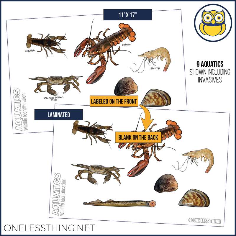 Load image into Gallery viewer, Wildlife ID Fish and Aquatics Posters, Set of 3