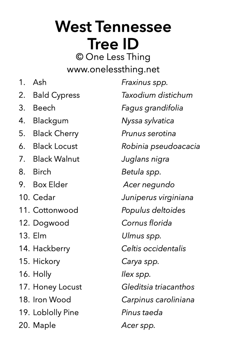 Load image into Gallery viewer, West Tennessee Tree ID, IDPix Cards