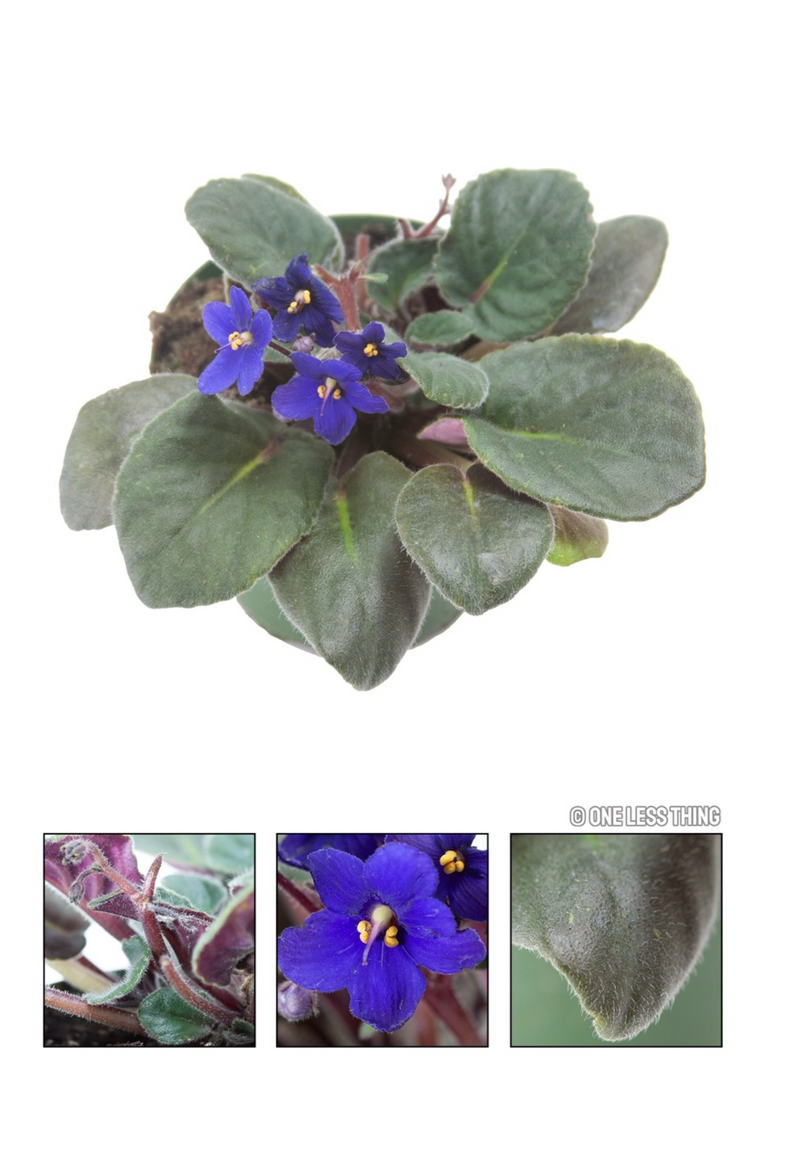 Load image into Gallery viewer, Floriculture ID Senior, IDPix Cards