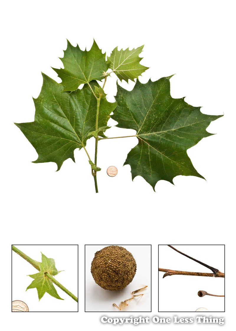 Load image into Gallery viewer, Forestry Field Day Senior Tree ID, IDPix Cards