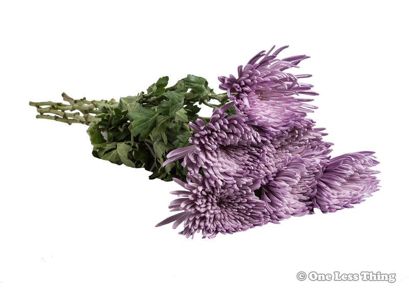 Load image into Gallery viewer, Floral Design ID Junior, IDPix Cards