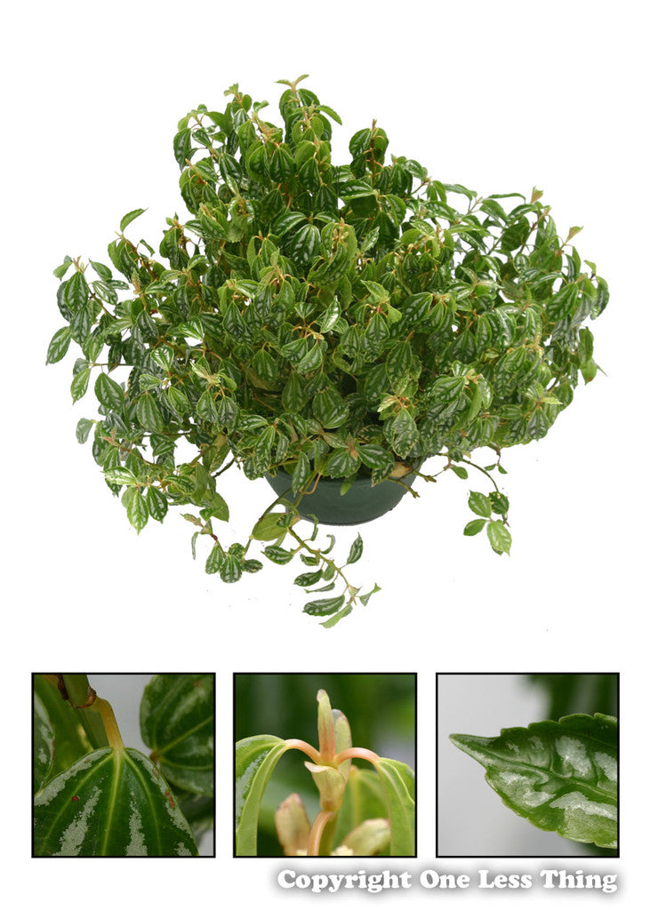 Load image into Gallery viewer, Floriculture ID Junior, IDPix Cards