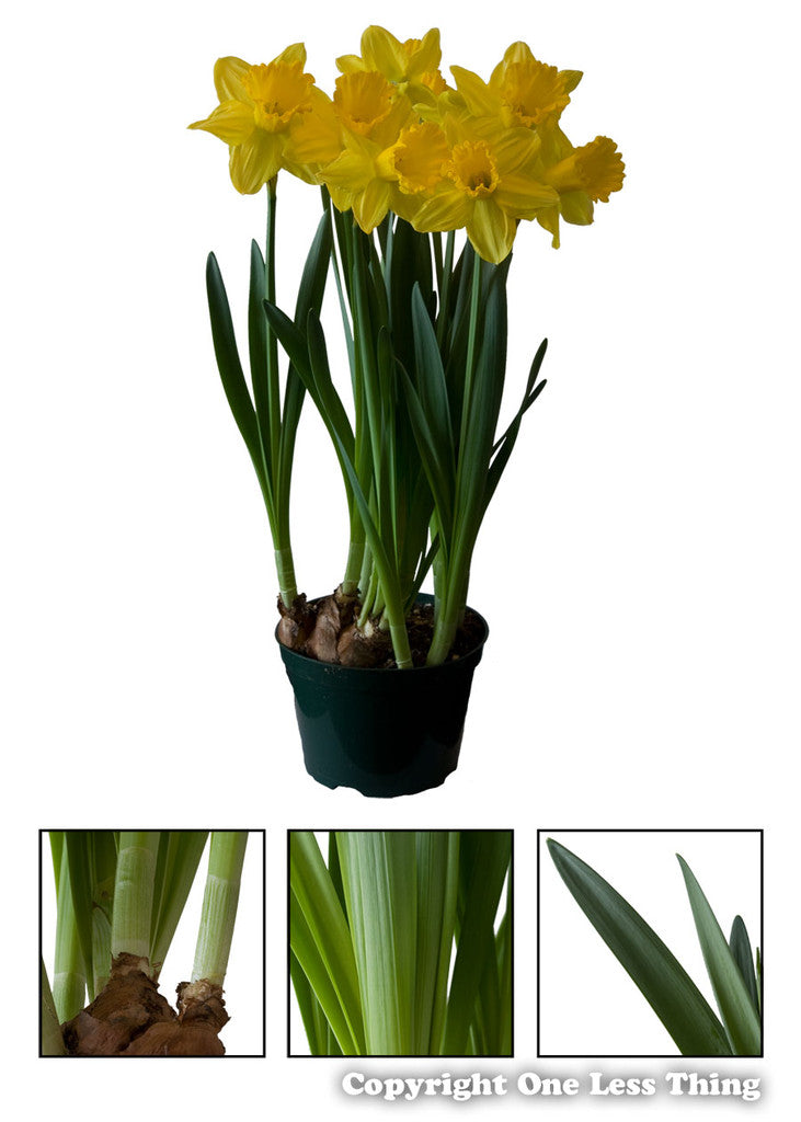 Load image into Gallery viewer, Floriculture ID Junior, IDPix Cards