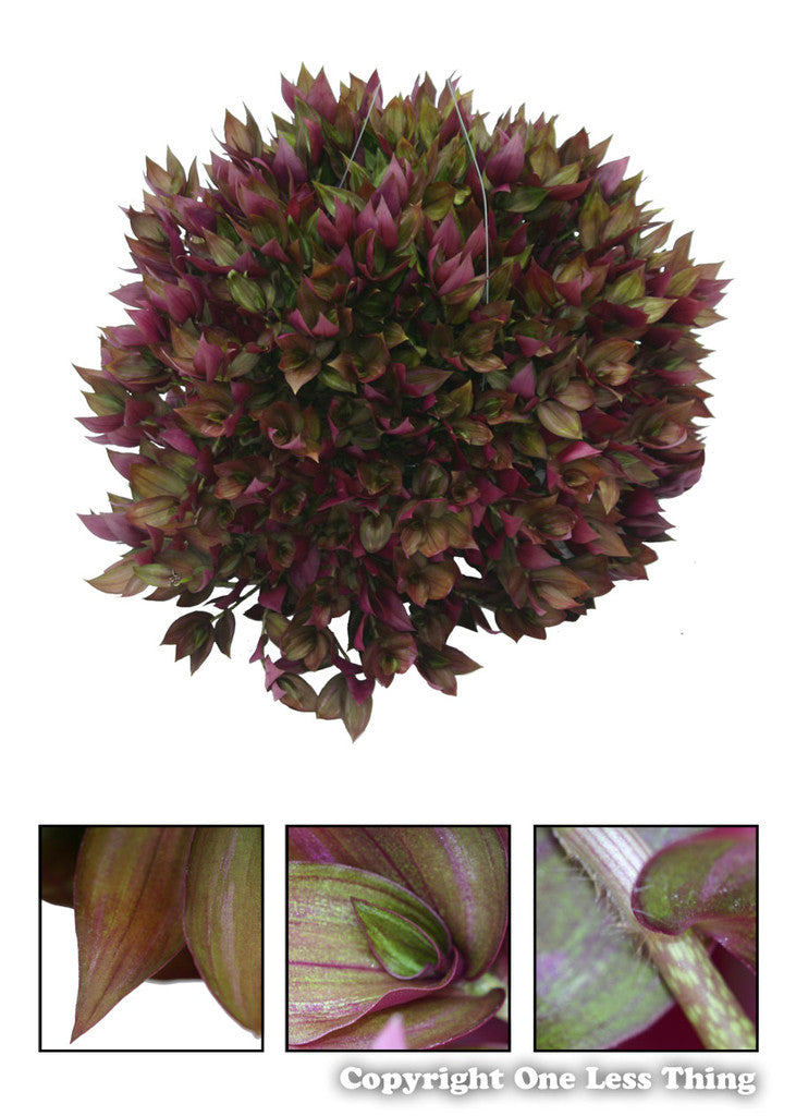 Load image into Gallery viewer, Floriculture ID Junior, IDPix Cards