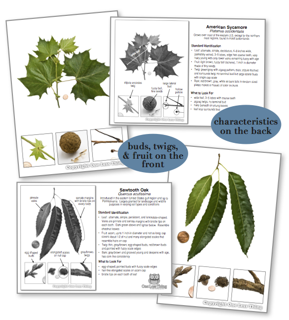 New England Tree ID National Supplement, IDPix Cards