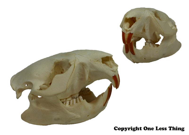 Load image into Gallery viewer, Wildlife 1: Skulls and Furs ID, IDPix Cards