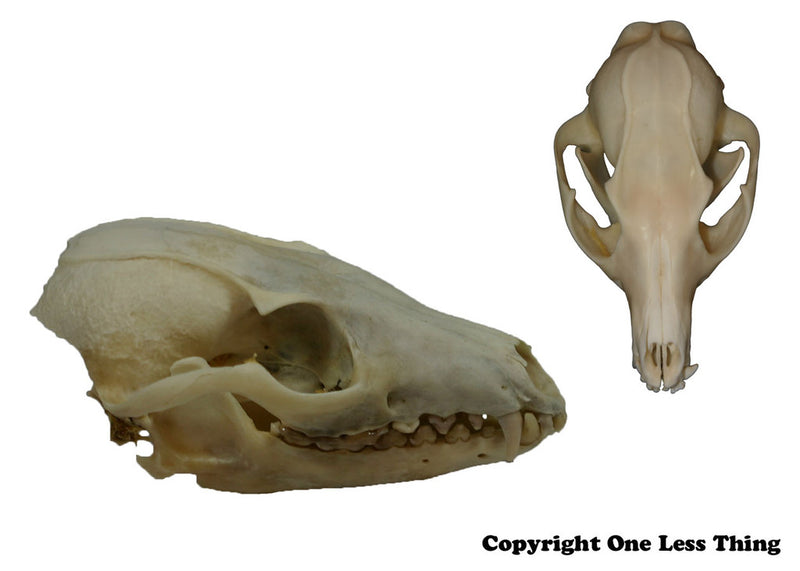Load image into Gallery viewer, Wildlife 1: Skulls and Furs ID, IDPix Cards