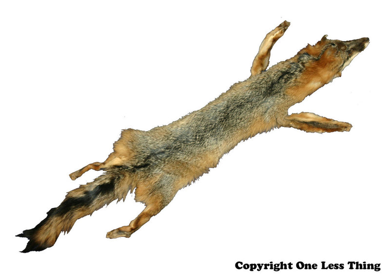 Load image into Gallery viewer, Wildlife 1: Skulls and Furs ID, IDPix Cards