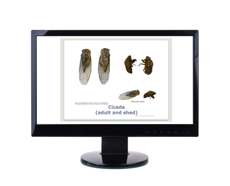 Load image into Gallery viewer, Forestry Insects and Disorders ID, PowerPoint Downloads