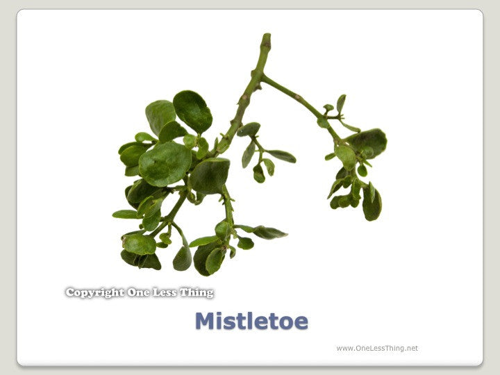 Load image into Gallery viewer, Forestry Insects and Disorders ID, PowerPoint Downloads