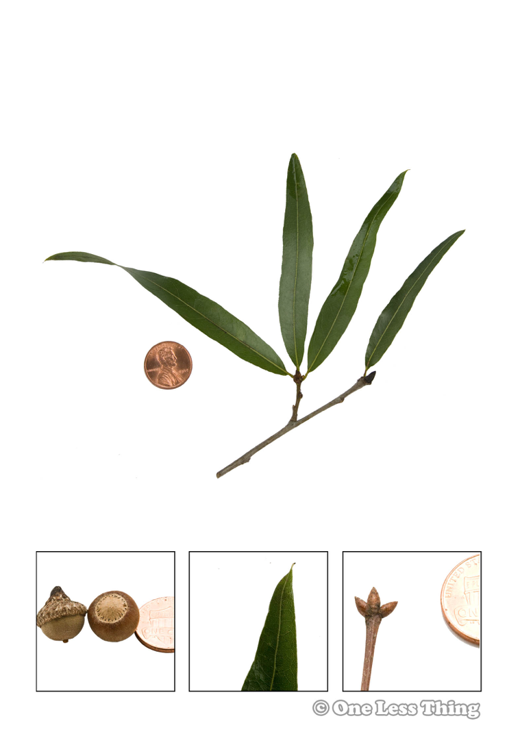 Load image into Gallery viewer, Louisiana Tree ID, IDPix Cards