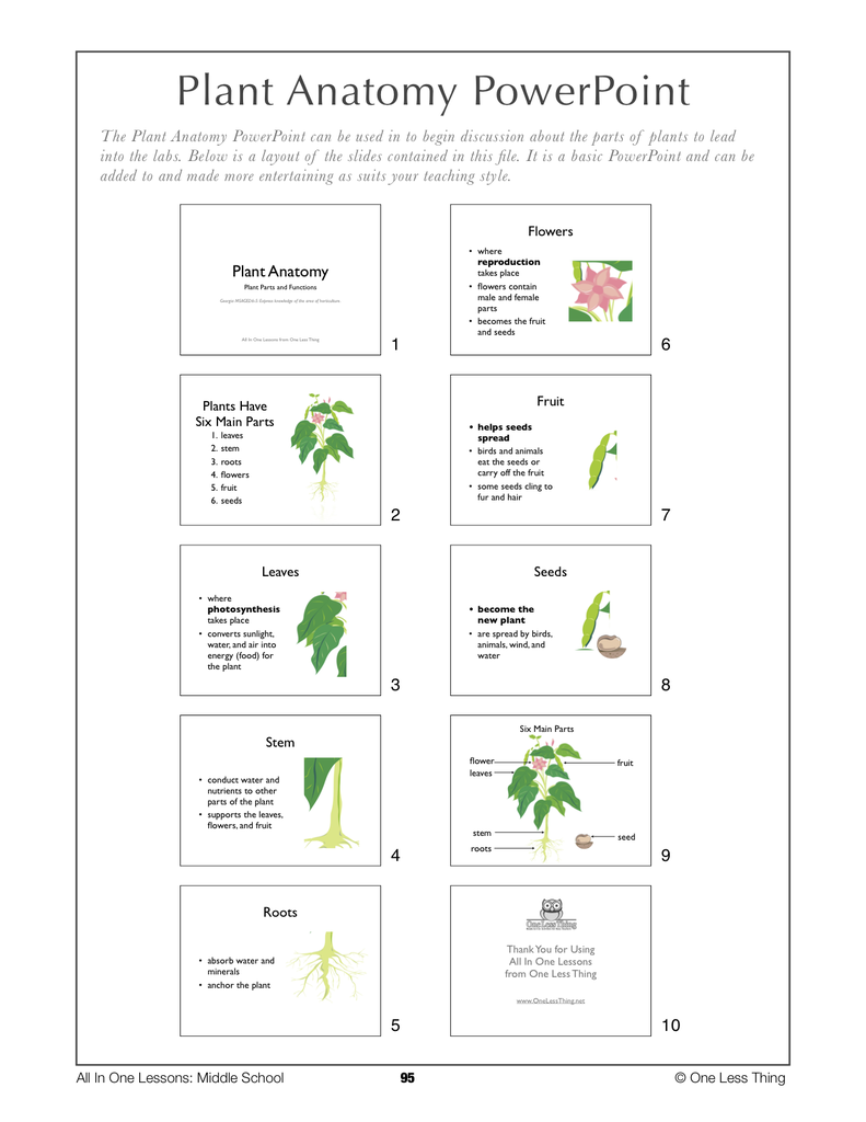 6-09 Plant Anatomy, Lesson Plan Download