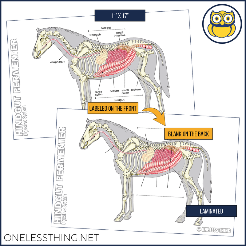 Load image into Gallery viewer, Animal Digestive Systems Posters, Set of 4