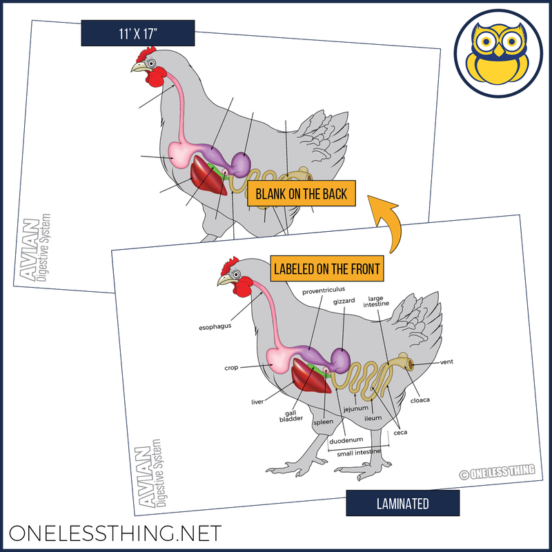 Load image into Gallery viewer, Animal Digestive Systems Posters, Set of 4