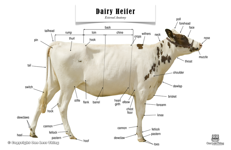 Load image into Gallery viewer, Dairy Heifer Anatomy, Poster