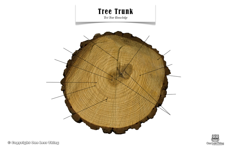 Load image into Gallery viewer, Tree Trunk Anatomy, Poster