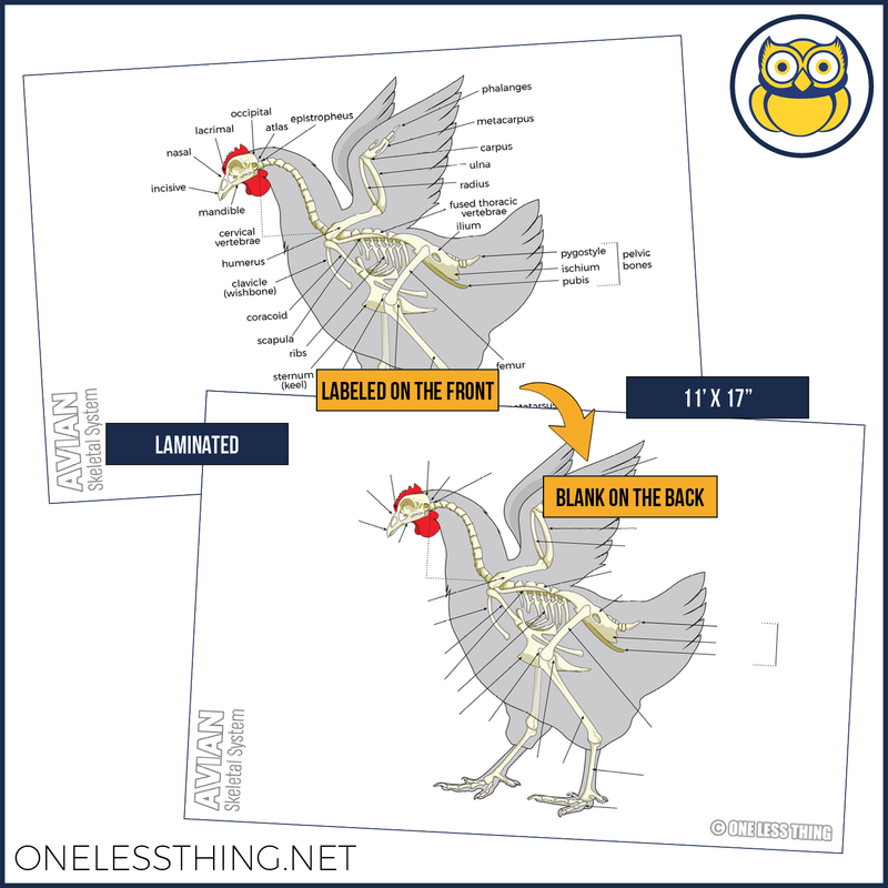 Load image into Gallery viewer, Vet Science Skeletal System Posters, Set of 4